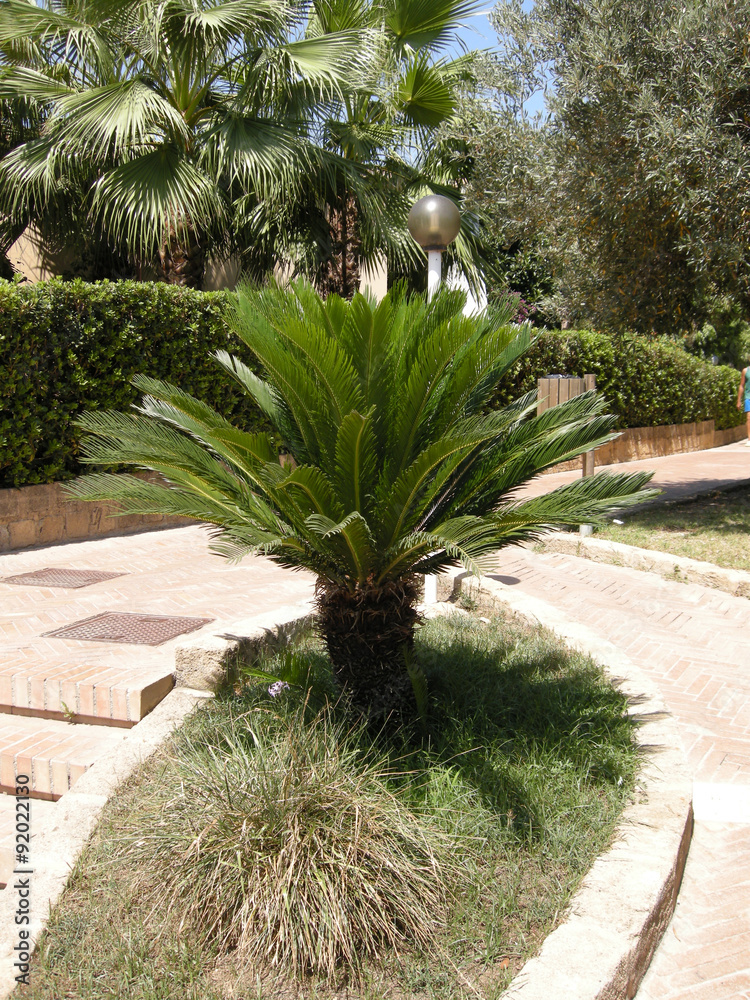 Obraz premium Palme in Le Castella