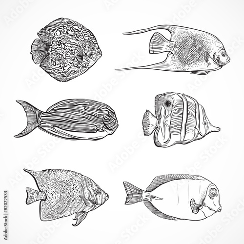 Collection of tropical fish.Vintage set ofhand drawn marine fauna.Isolated vector illustration in line art style.Design for summer beach, decorations.Tattoo design,card,print,postcard, poster.