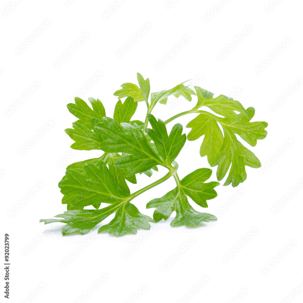Obraz premium Coriander bunch isolated on white