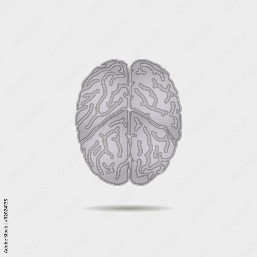 the human brain