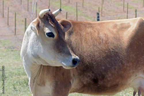 Dairy cow in the pasture