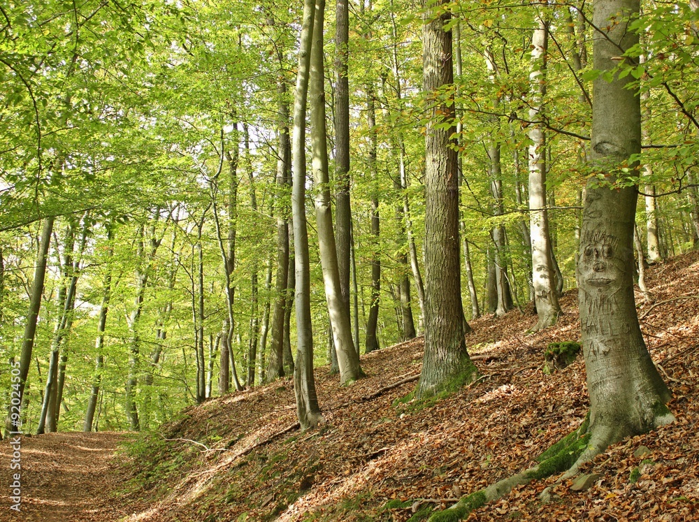 Fototapeta premium Waldweg zur Kahlen Hardt am Edersee mit Wächter