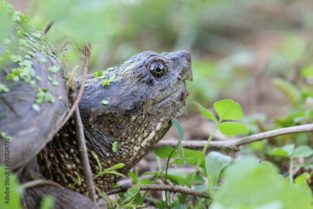 Naklejka premium snapping turtle head