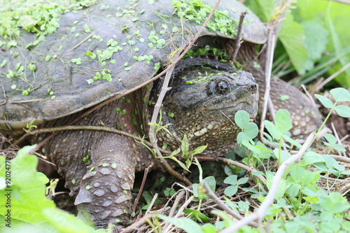 snapping turtle and twigs