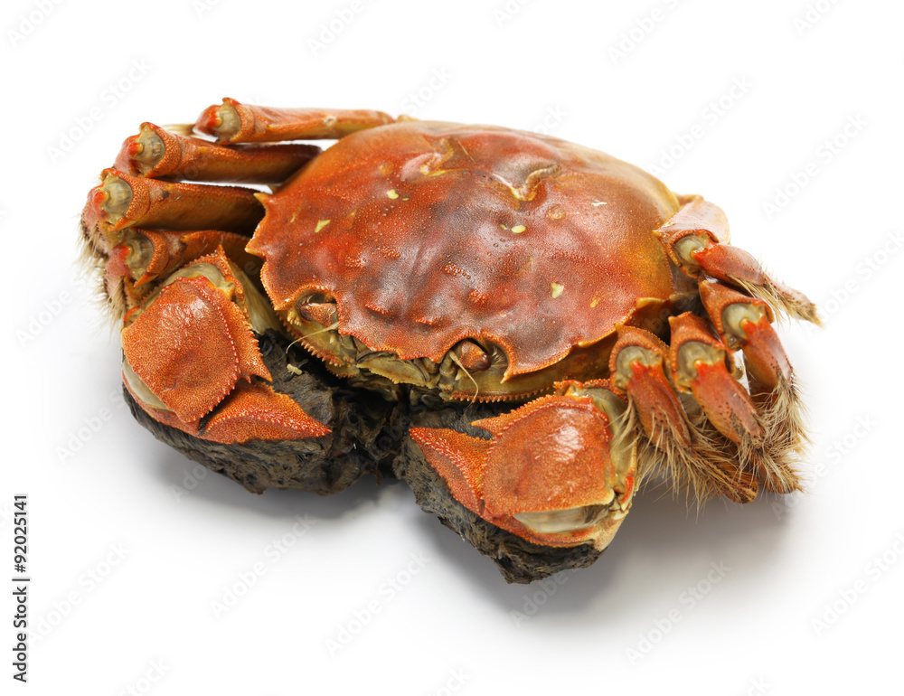 steamed chinese mitten crab, shanghai hairy crab   