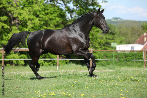 Fototapeta Naklejka Na Ścianę i Meble -  Amazing black dutch warmblood running