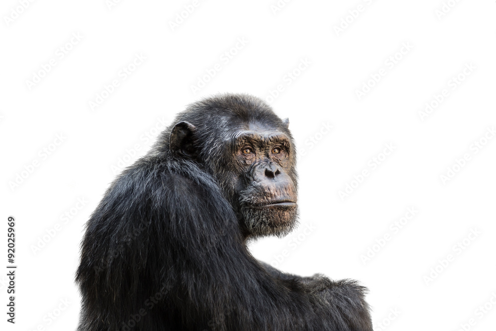 Chimp isolated on white background Chimp isolated on white background