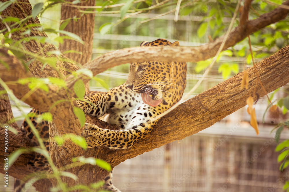 Obraz premium Leopard
