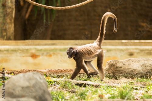 Photography Spider monkey