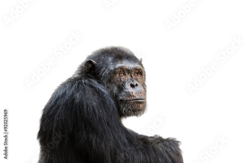 Valokuvatapetti Chimp isolated on white background