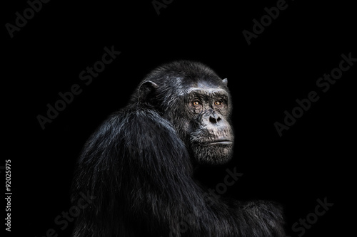 Obraz na plátně šimpanz