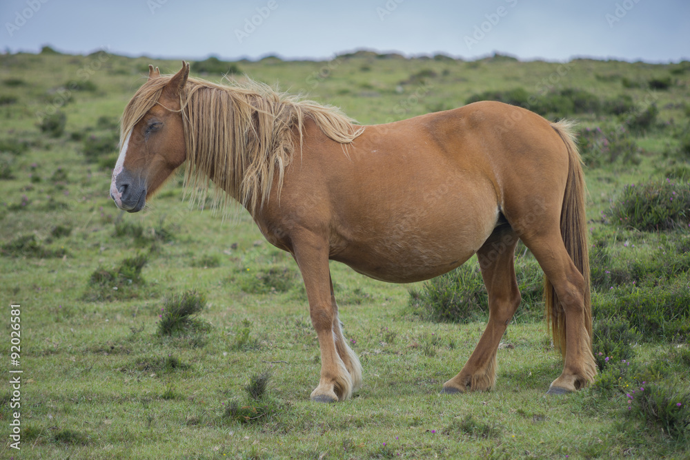 Caballo pastando. Caballo pastando.