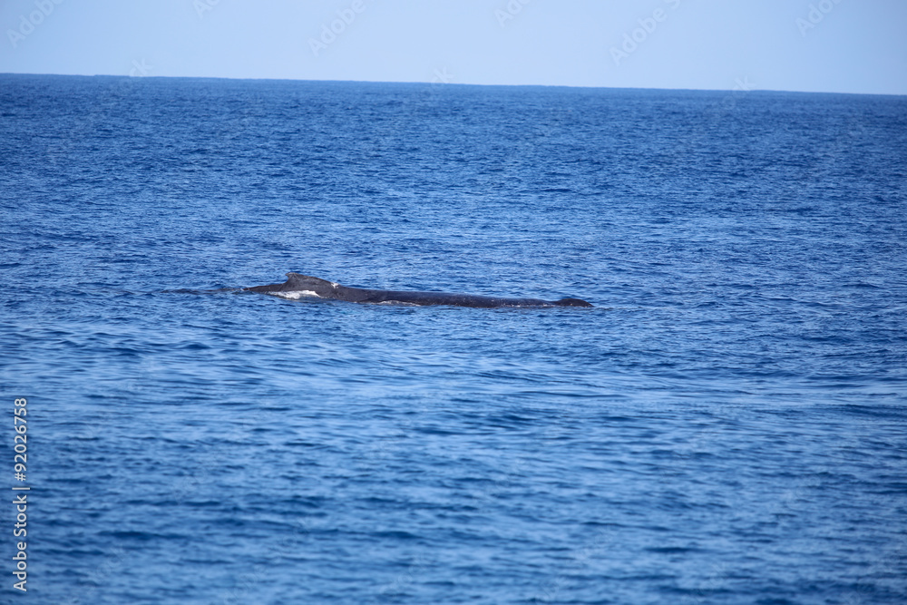 Fototapeta premium LaReunion201508-779