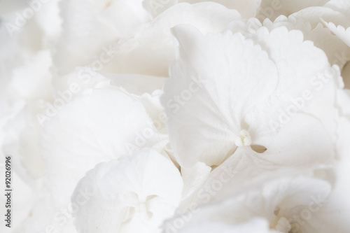 White hydrangea © leungchopan