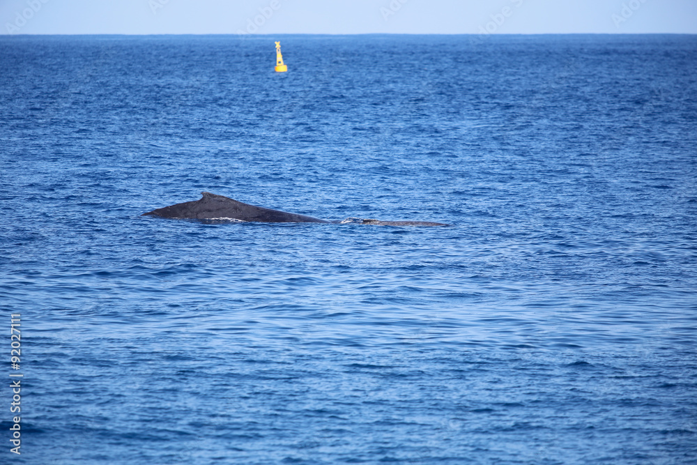 Fototapeta premium LaReunion201508-782