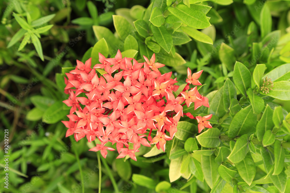 Rubiaceae red color in the public park Rubiaceae red color in the public park