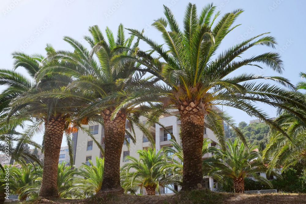 Obraz premium The image of palm tree