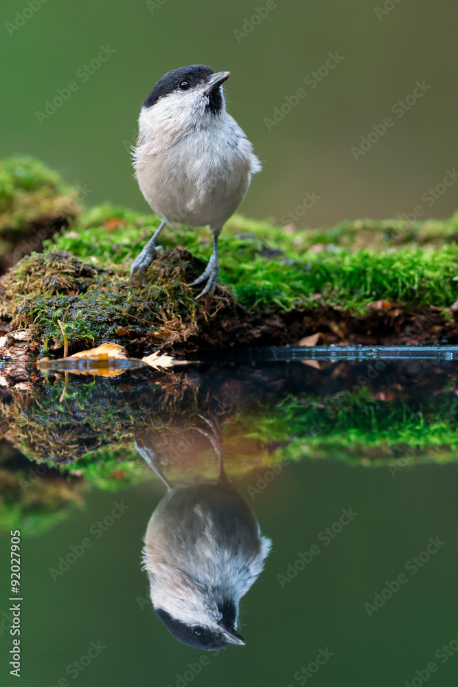 Obraz premium Willow tit with reflection