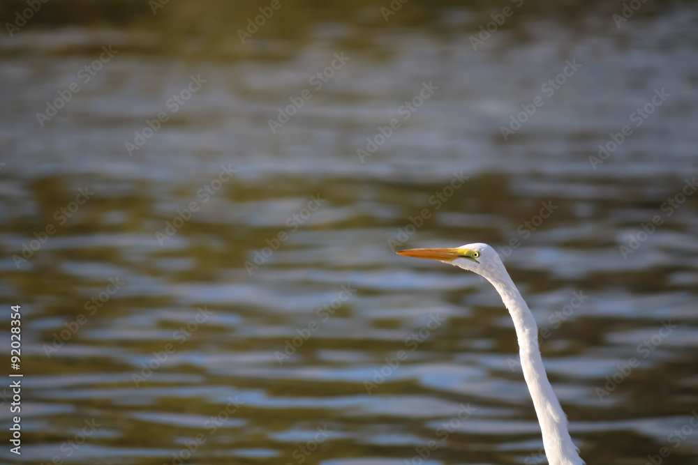 The Great Egret at Malibu Lagoon in September The Great Egret at Malibu Lagoon in September