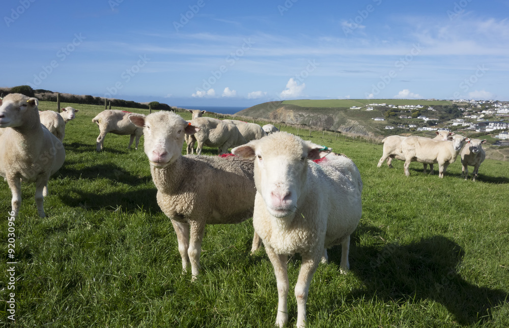 Fototapeta premium Sheep on a Coastal Hill