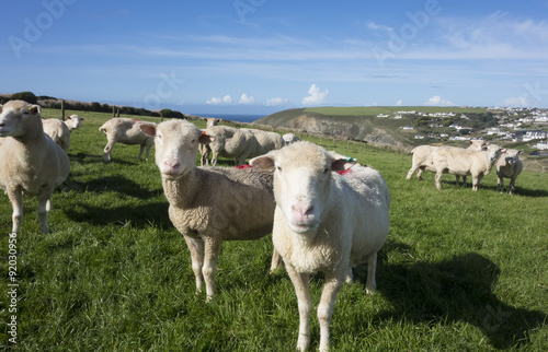 Sheep on a Coastal Hill