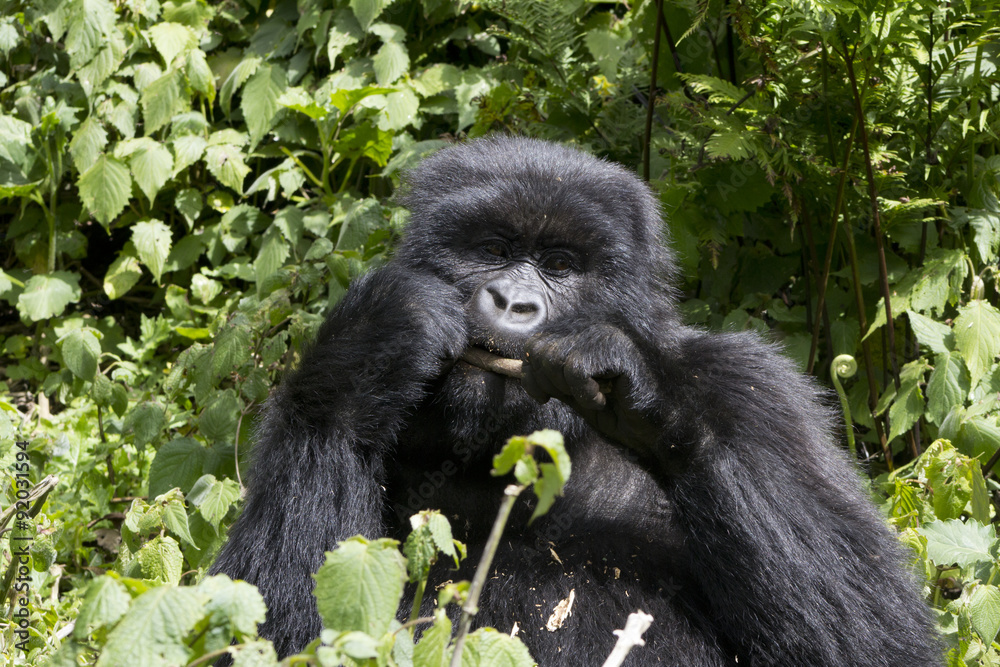 Fototapeta premium Young Gorilla Feeding
