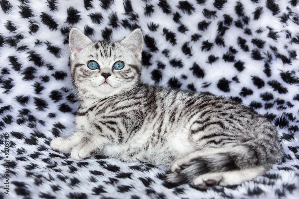Young black silver tabby spotted british shorthair cat lying on Young black silver tabby spotted british shorthair cat lying on