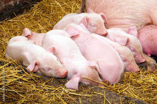 Newborn piglets sleeping after eating next to his mother
