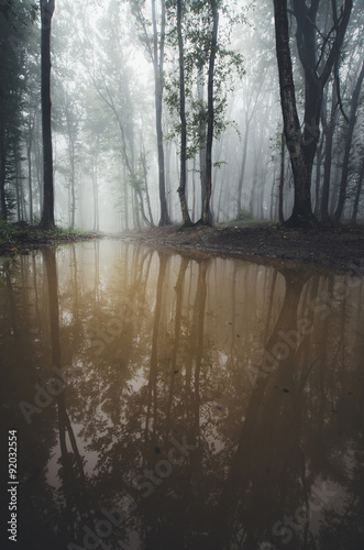 foggy forest reflecting in ...