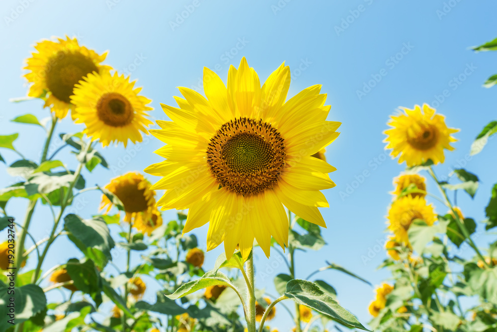 golden color sunflower on field