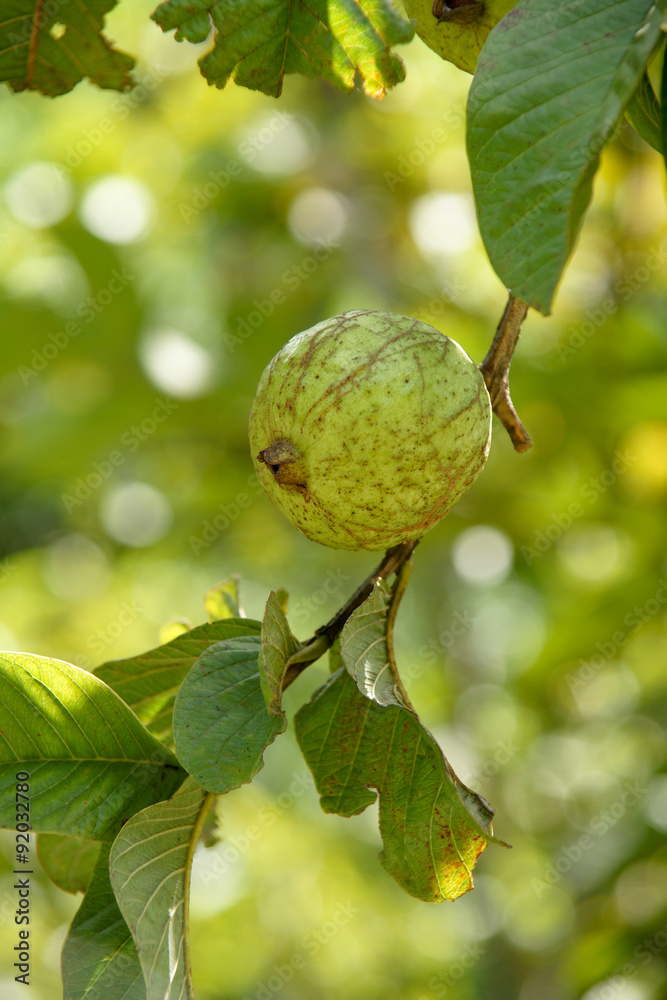 Fototapeta premium Bunch of guava fruits and leaf in a tree