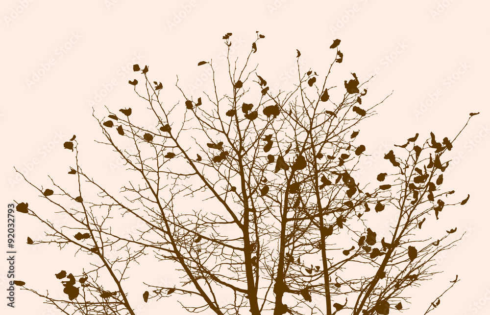 branches of autumn tree