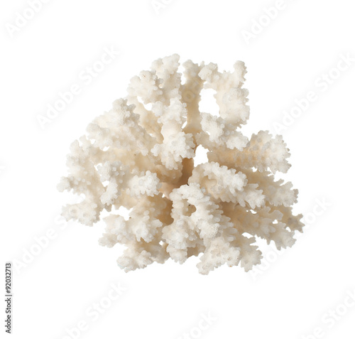 Canvas Print White Coral . isolated