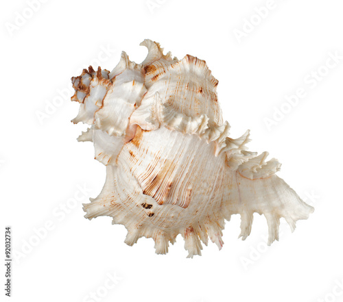 Seashell isolate
