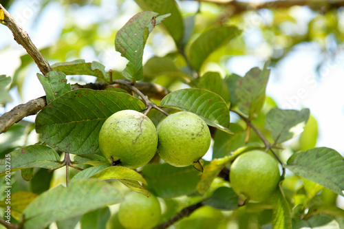 Bunch of guava fruits and leaf in a tree