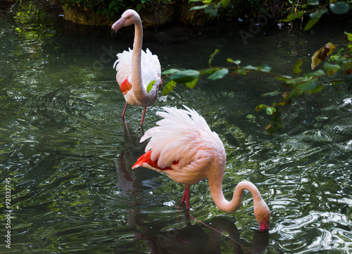Bild auf Leinwand Phoenicopteriformes Flamingo