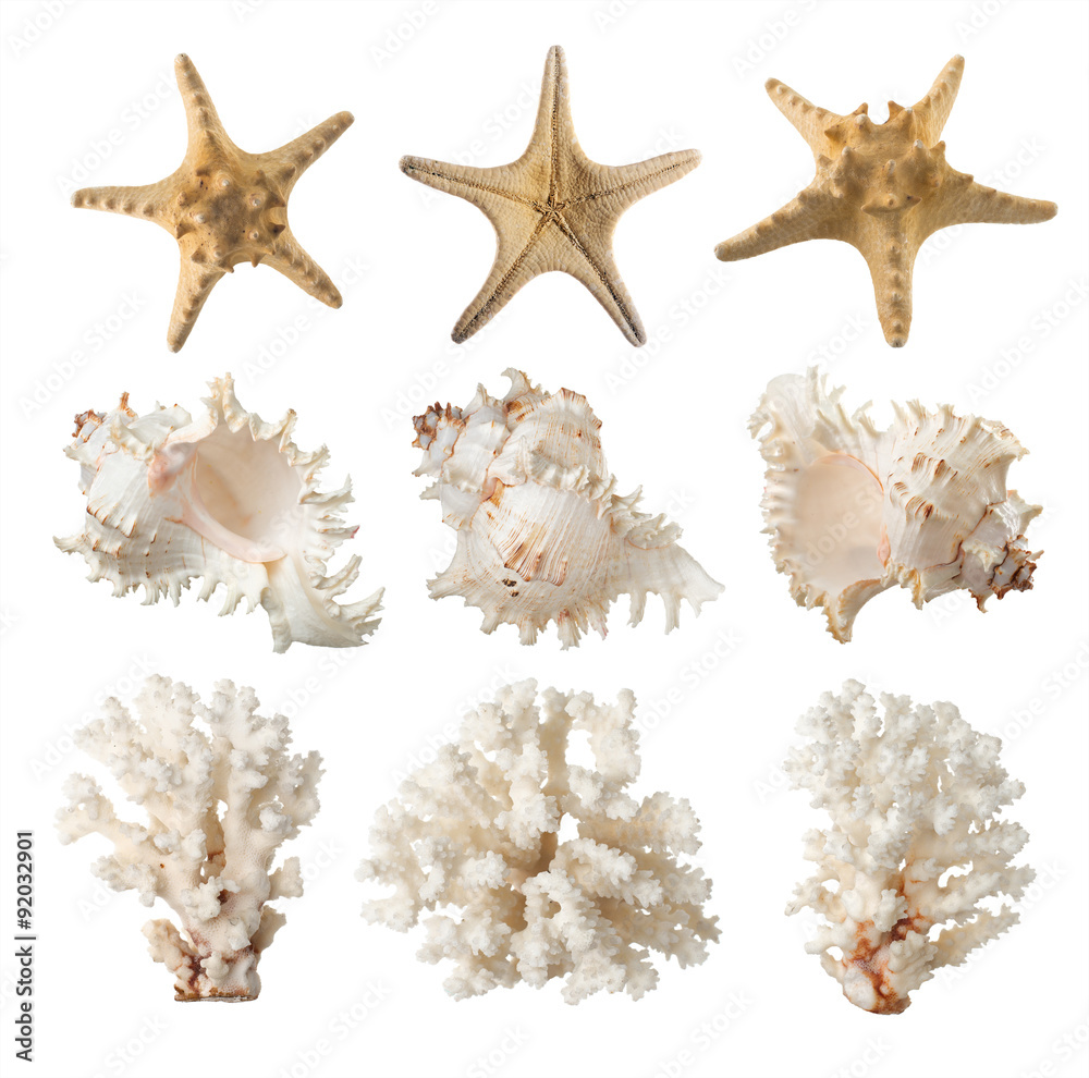 Naklejka premium Coral, starfish, sea shell. isolated
