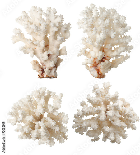White Coral . isolated
