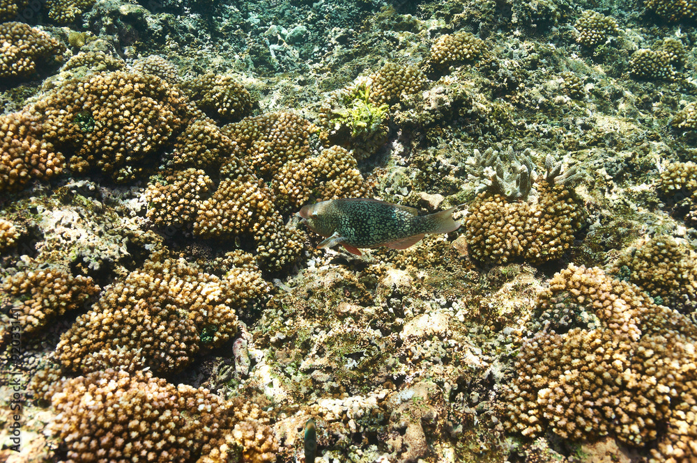 custom made wallpaper toronto digitalCoral reef and fish