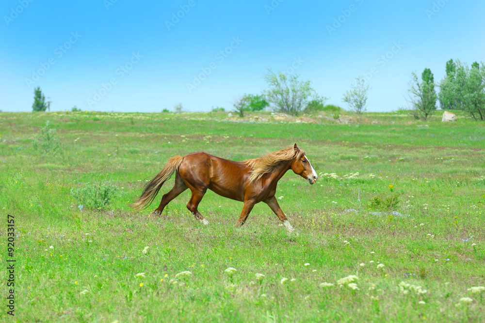 Fototapeta premium Beautiful brown horse grazing on meadow
