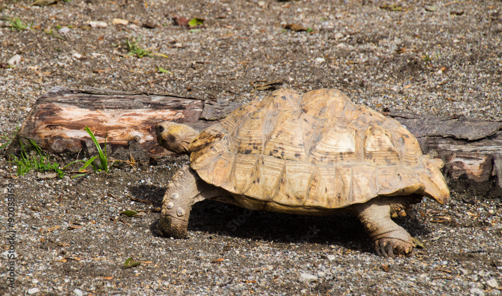 Fototapeta premium Geochelone gigantea, Schildkröte