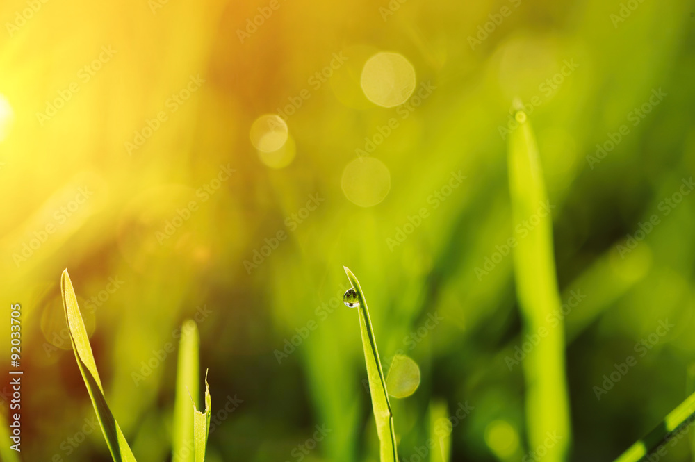 Fototapeta premium Morning grass