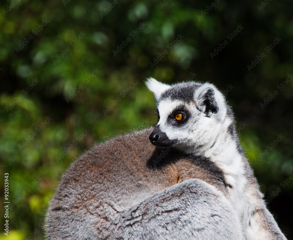 Katta, Lemur