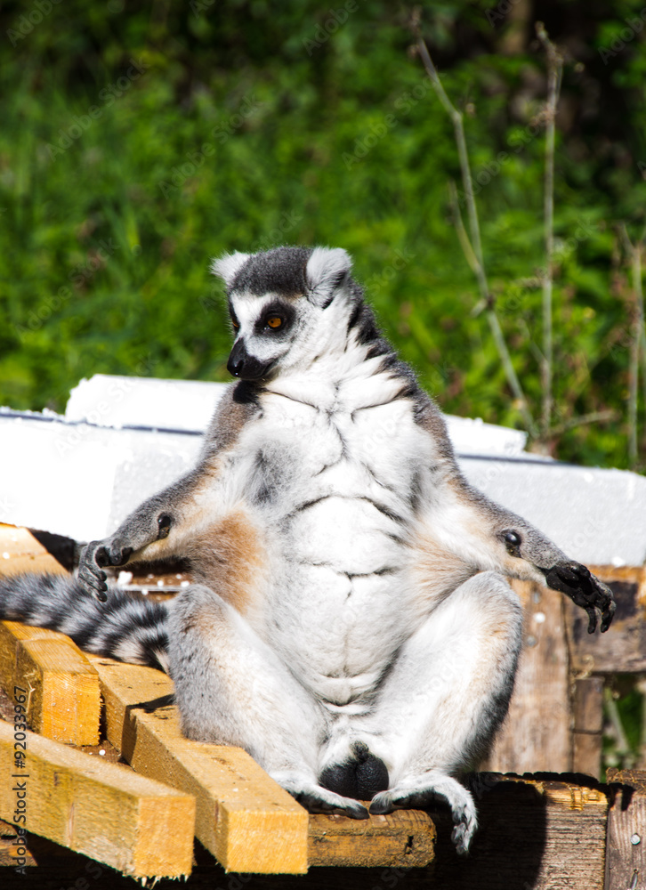 Katta, Lemur