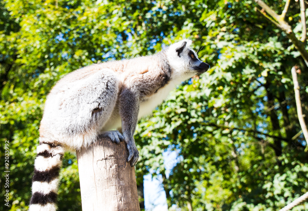 Obraz premium Katta, Lemur