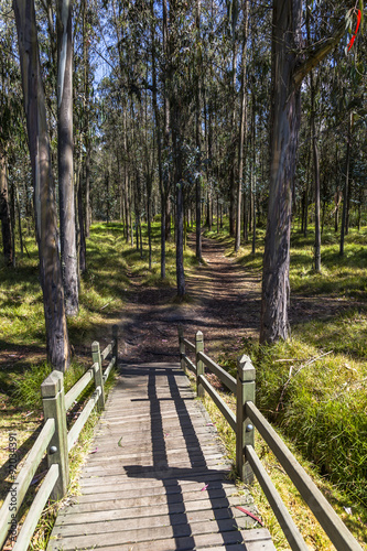 Wooden bridge in a park