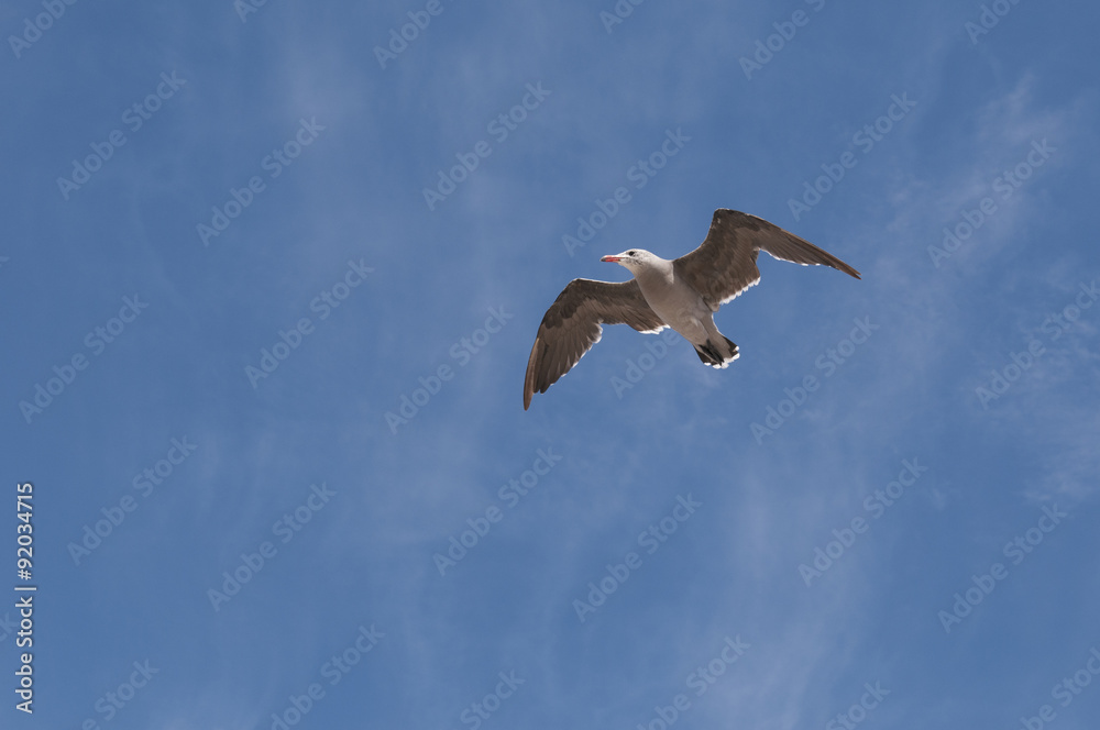 Obraz premium seagull in flight