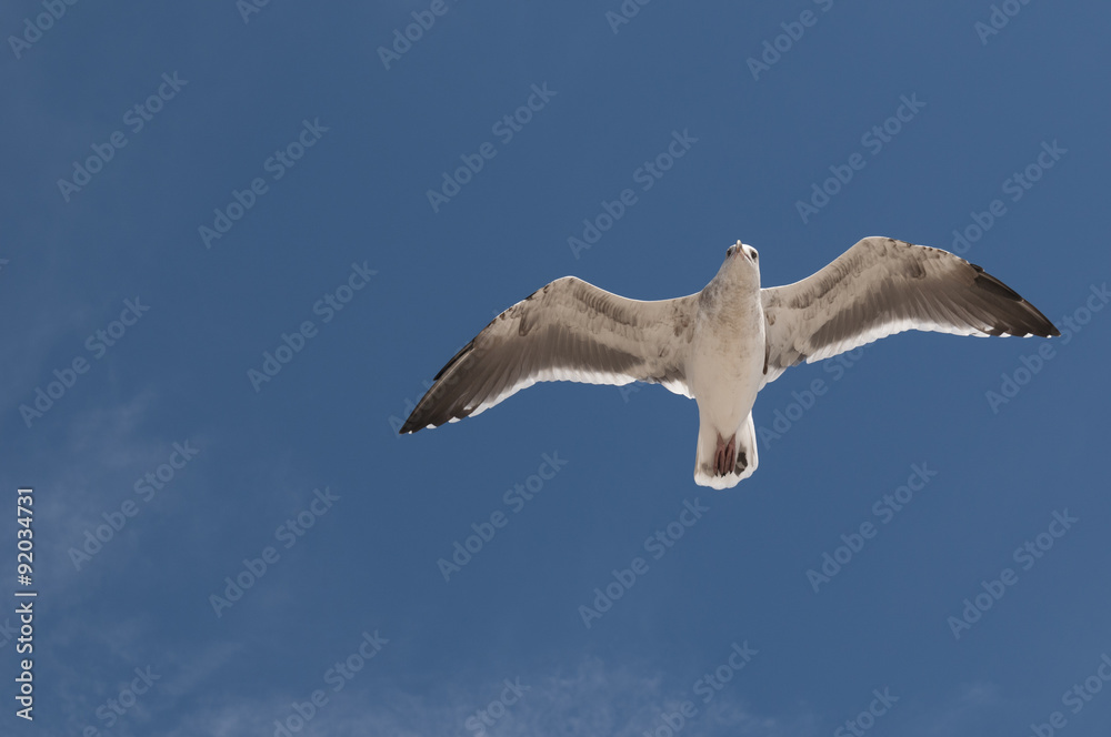 Obraz premium Seagull in flight