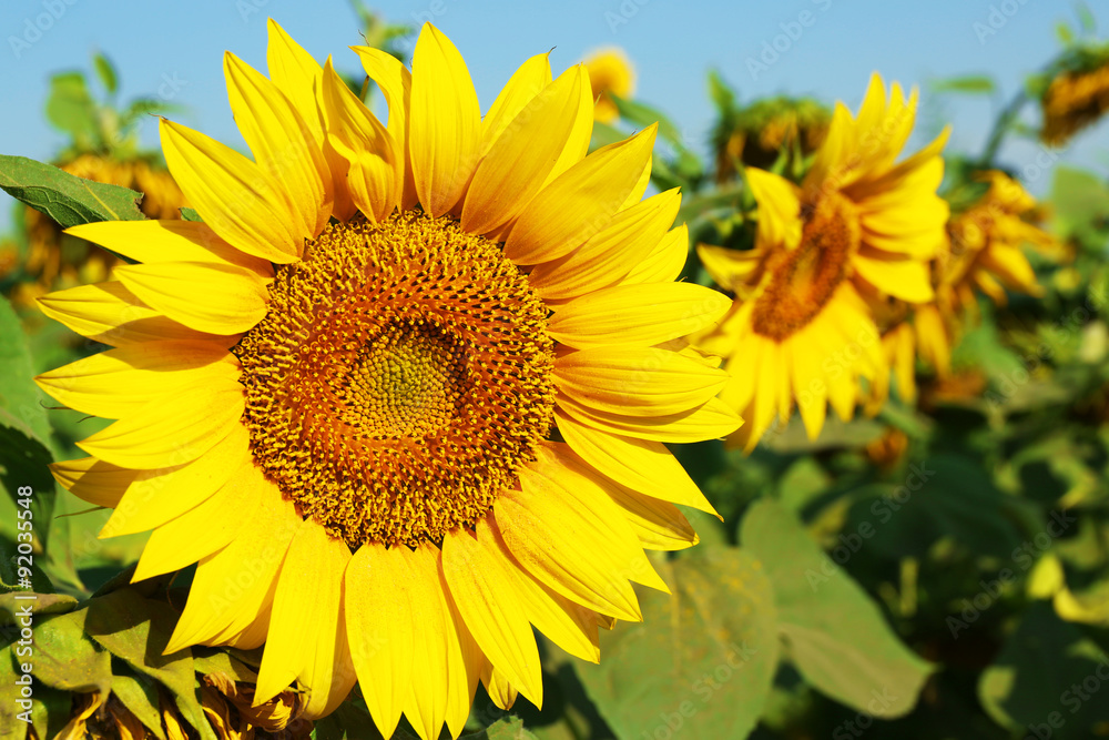 Beautiful sunflower, closeup