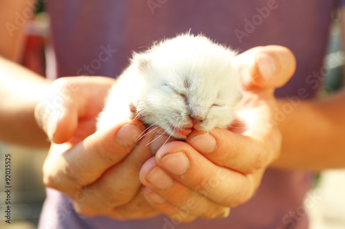 Newborn kitten in male hands, closeup